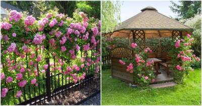 Царица цветов — роза. Лучшие идеи розариев для вашего сада - cpykami.ru