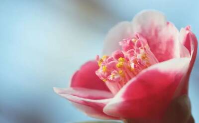 Елен Гутыро - 3 цветка, которые приносят в дом любовь: спешите обзавестись - belnovosti.by