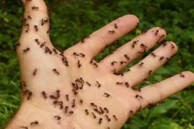 Игорь Зур - 2 совета, как не пустить муравьев в теплицу: проверено дачниками - belnovosti.by