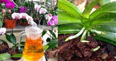 Поливайте орхидею луковой водой и она гораздо охотнее нарастит корни и цветоносы - cpykami.ru