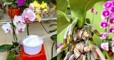 Всего 1 ч. л. порошка предотвращает гниль и грибок орхидеи, стимулирует рост и сохраняет здоровье цветка - cpykami.ru