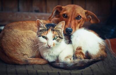 Как давать лекарства кошкам и собакам? - shkolazhizni.ru