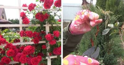 Обрезка любых роз весной по общим правилам. Чтобы ваши розы красиво и пышно цвели весь сезон - cpykami.ru