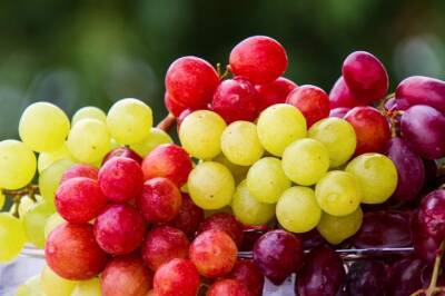 Игорь Зур - Как правильно поливать виноград и сколько воды ему нужно: правило, которое нужно знать - belnovosti.by