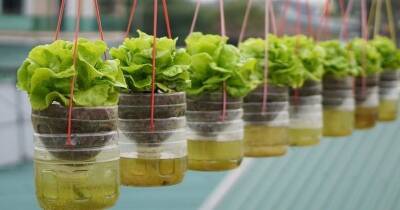 Вырастите салат или любую другую зелень, не поливая и не высаживая в огород. Подвесные горшки с самополивом - cpykami.ru