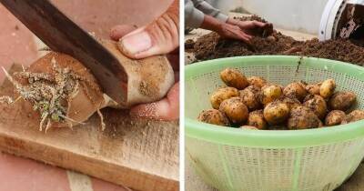 Проведите интересный эксперимент и вырастите картошку на балконе. Результат вас удивит - cpykami.ru