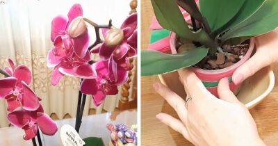 Орхидея будет цвести, как сумасшедшая, благодаря простой подкормке. Обильное и продолжительное цветение обеспечено - cpykami.ru