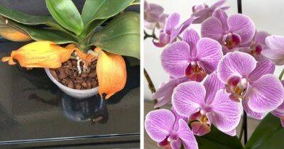 Орхидея давно не цветёт, а её листья желтеют и вянут? Скорее реанимируйте красавицу простым способом - cpykami.ru