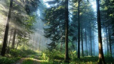 4 совета на случай, если когда-то вы заблудитесь в лесу - new-lifehuck.ru