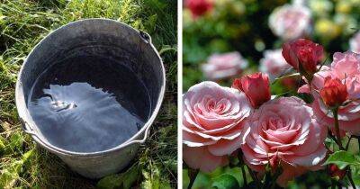 Розы ничем не заболеют. Пролейте их защитным раствором весной и ждите скорого пышного цветения - cpykami.ru