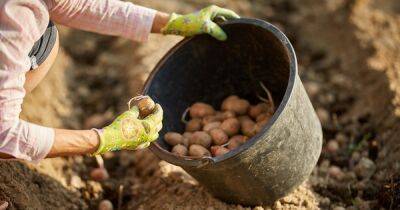 Как правильно садить картошку, чтобы не пожалеть о скудном урожае - novate.ru - Россия