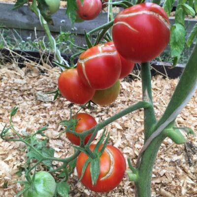 Почему в теплице трескаются томаты: 3 ошибки дачника - polsov.com