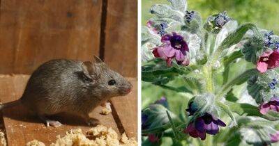 Высадите в огород два лекарственных растения, и мыши будут обходить ваш участок стороной - cpykami.ru