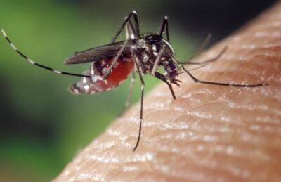 Марин Михалап - Как успокоить кожу после укуса комара: 3 проверенных способа - belnovosti.by