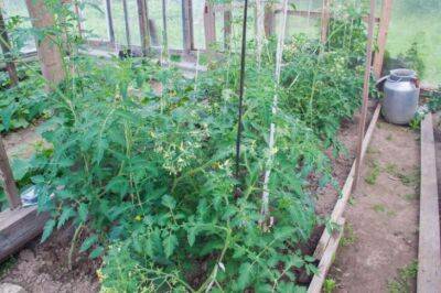 Игорь Зур - Об этом методе посадки томатов в грунт знают только опытные дачники: названа секретная подкормка - belnovosti.by