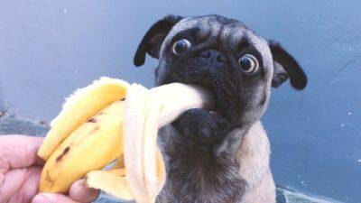 Можно ли собакам бананы - polsov.com