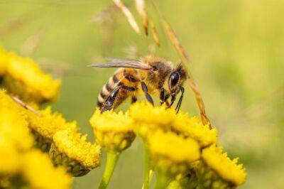Игорь Зур - ТОП-5 растений, которые следует посадить на огороде для привлечения пчел: советы дачникам - belnovosti.by