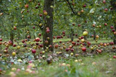 Осыпаются яблоки - подкормите дерево - polsov.com
