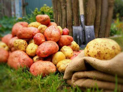 Секретные технологии выращивания картошки - polsov.com