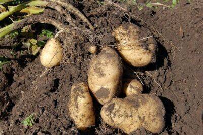 Игорь Зур - Что нужно сделать, чтобы клубни картофеля не трескались в земле: об этом не расскажет сосед - belnovosti.by