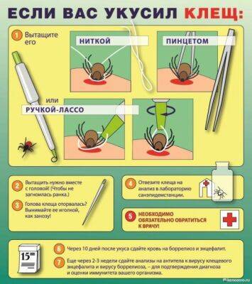 ​Если вас укусил клещ - polsov.com
