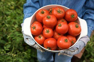 Подкормка томатов в июне, которая позволит до осени собирать хороший урожай: дачные хитрости - nashsovetik.ru