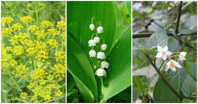 10 растений на нашей даче, которые могут причинить вред и ухудшить самочувствие - novate.ru