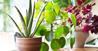 Очищают ли горшки с комнатными растениями воздух в помещении - novate.ru