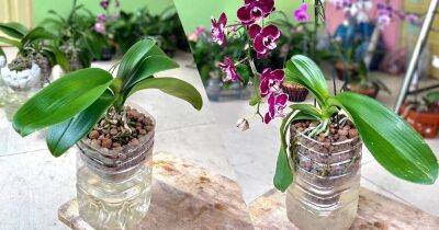 Необычный способ выращивания орхидей: они будут продолжительно и обильно цвести - cpykami.ru