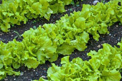 Как вырастить салат полезным и вкусным? - shkolazhizni.ru