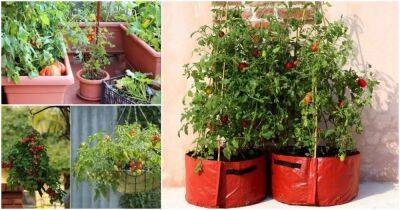 Большой урожай томатов в маленьком горшочке — сможет каждый - cpykami.ru