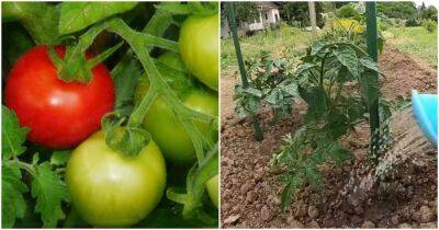 Удвойте урожай томатов и других овощей без химии - cpykami.ru