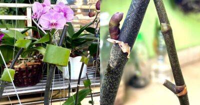 Простой способ поможет оживить орхидею и получить пышное цветение - cpykami.ru