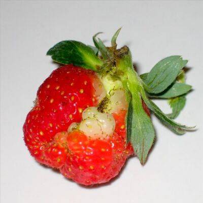 Почему ягоды клубники мелкие и деформированные: 5 настоящих причин и что делать - polsov.com