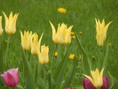 Игорь Зур - Зачем в июне выкапывают луковицы тюльпанов: это должен знать каждый цветовод - belnovosti.by