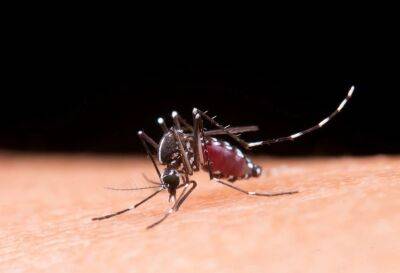 На что слетаются комары и как правильно одеваться, чтобы не провоцировать их? - shkolazhizni.ru