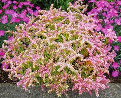 ​8 неприхотливых многолетников для сада - polsov.com