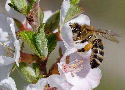 Как привлечь пчел и шмелей для опыления в сад: простой трюк от опытных садоводов - nashsovetik.ru