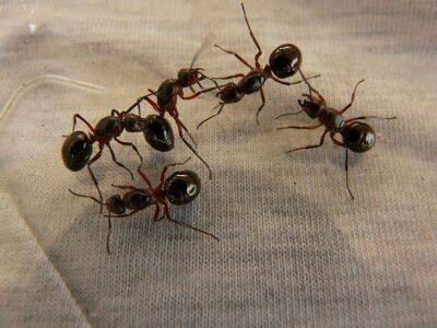 Эффективный способ вывести из дома муравьев: без химии, только народная смекалка - belnovosti.by