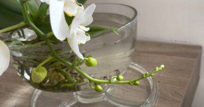Великолепные орхидеи, здоровые и цветущие: выращивание без грунта - cpykami.ru