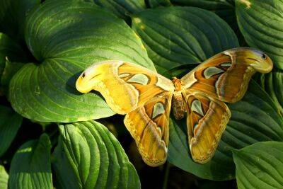 Радужные крылья: какие бабочки самые красивые? - shkolazhizni.ru - Филиппины - Индонезия - Мексика - Индия
