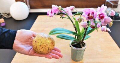 Подкармливаю орхидею картофелем дважды в месяц, и она цветёт как никогда раньше - cpykami.ru