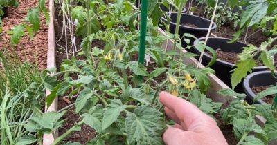 Что бы не остаться без раннего урожая томатов, обработайте их бором - cpykami.ru
