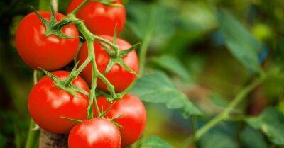 Обнаружен опасный для выращивания помидоров вирус - rus.delfi.lv - Турция - Китай - Эстония - Израиль - Кения - Чили - Танзания