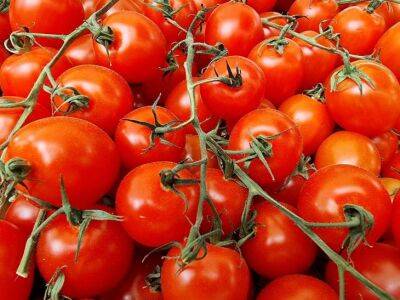 Можно ли хранить помидоры в холодильнике: развенчание популярного мифа - belnovosti.by