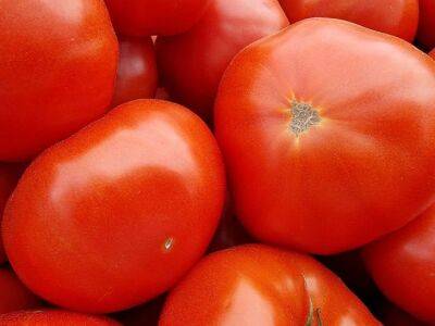 Антон Курчев - Как нужно хранить помидоры: многие люди неправильно кладут овощ на подоконник - belnovosti.by