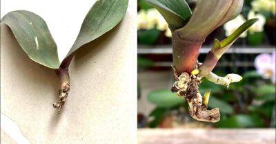 Самый простой и быстрый способ оживить маленькие орхидеи без корней - cpykami.ru
