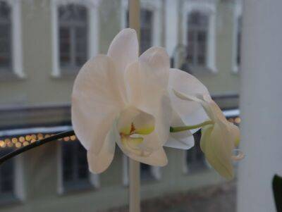 Игорь Зур - Как правильно размножать орхидеи: из одного растения можно вырастить сотню - belnovosti.by