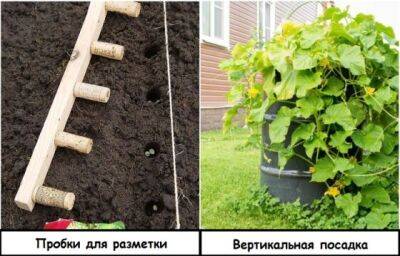 7 лайфхаков для дачи и огорода, создателям которых хочется пожать руку - novate.ru