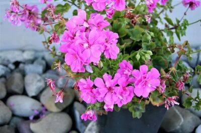 Елен Гутыро - Ищете цветы для балкона? Вот 3 «неубиваемых» растения, которым не страшна жара - belnovosti.by